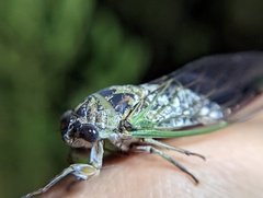 Neotibicen canicularis