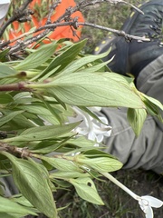 Bouvardia longiflora