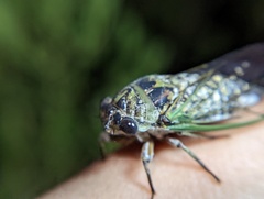Neotibicen canicularis