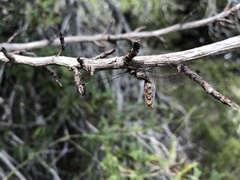 Ululodes macleayanus