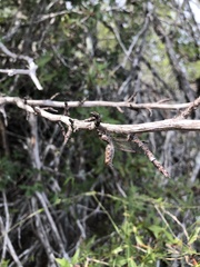 Ululodes macleayanus