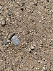 Pogonomyrmex barbatus