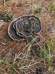 Phaeolus schweinitzii