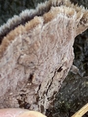 Phaeolus schweinitzii