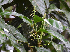 Toechima erythrocarpum