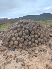 Copiapoa coquimbana