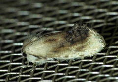 Acrolophinae