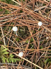 Mycena subcaerulea