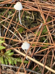 Mycena subcaerulea