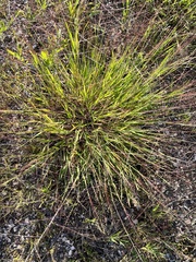 Digitaria cognata