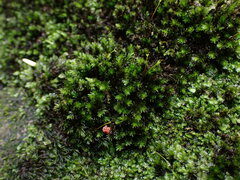 Racomitrium aciculare