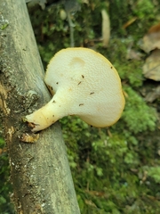 Polyporus tuberaster