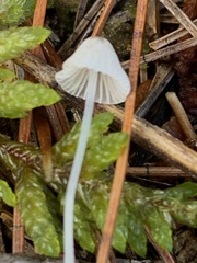 Mycena subcaerulea
