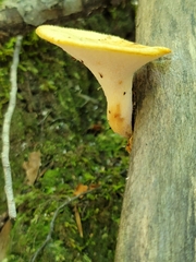 Polyporus tuberaster