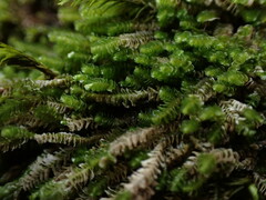 Marsupella emarginata