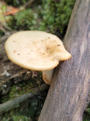 Polyporus tuberaster