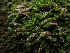 Marsupella emarginata