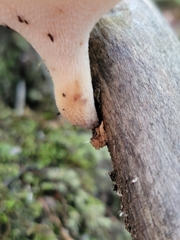 Polyporus tuberaster