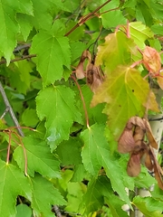 Acer ginnala