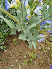 Encelia canescens
