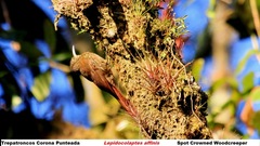 Lepidocolaptes affinis