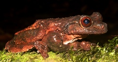 Ecnomiohyla salvaje