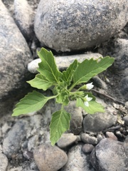 Solanum physalifolium