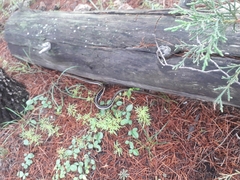 Thamnophis cyrtopsis