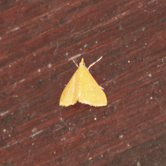Pyrausta insignitalis
