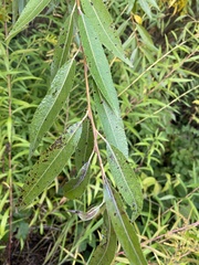 Salix euxina