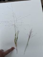 Digitaria cognata