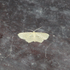Scopula apparitaria