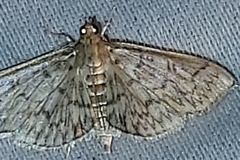 Herpetogramma pertextalis