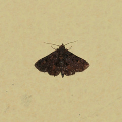 Metalectra praecisalis