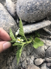 Solanum physalifolium