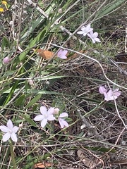 Eriostemon australasius