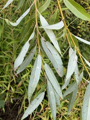 Salix euxina