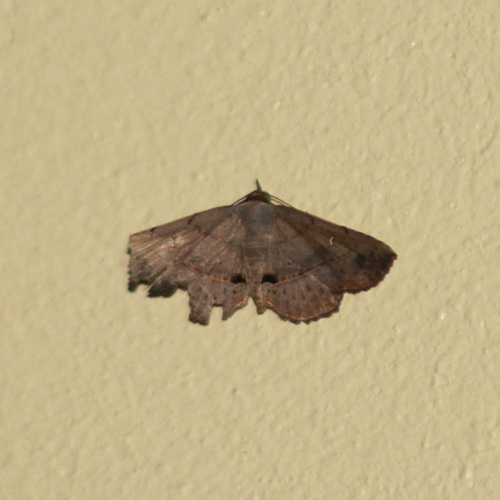 Renodes aequalis