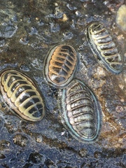 Chiton glaucus