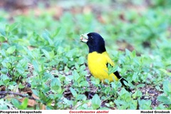 Coccothraustes abeillei