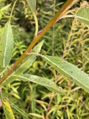 Salix euxina