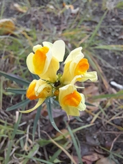Linaria buriatica