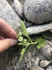 Solanum physalifolium