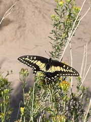Papilio polyxenes rudkini
