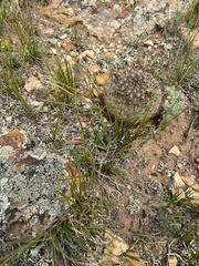 Pediocactus simpsonii
