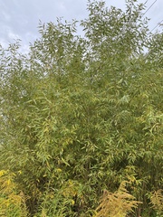 Salix euxina