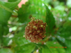 Lecanthus peduncularis