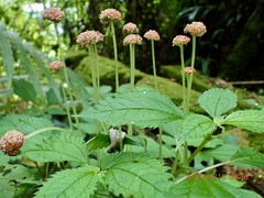 Lecanthus peduncularis