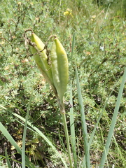 Iris missouriensis