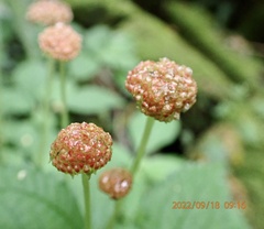 Lecanthus peduncularis